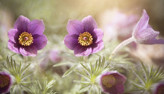 pulsatilla